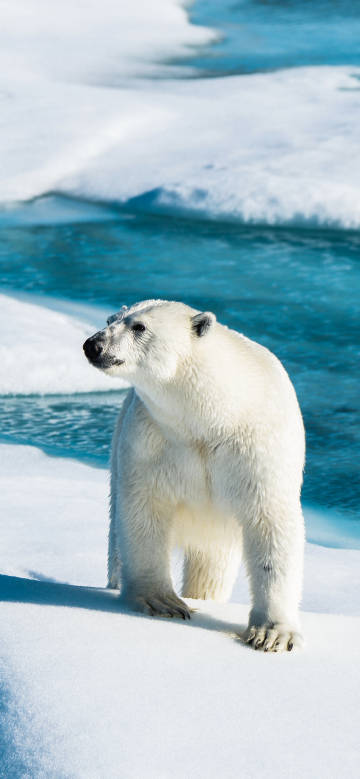 Polar bear standing on snow covered ground