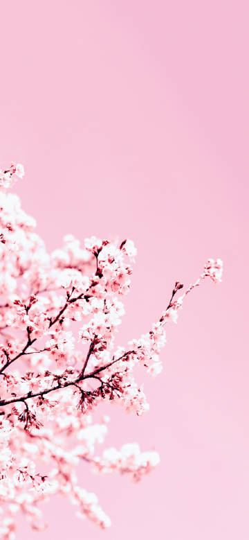 Cherry blossom branch full of pink flowers