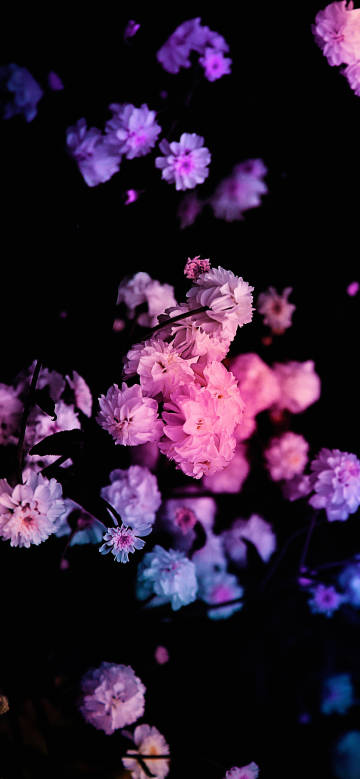 Delicate Flowers against Black Background