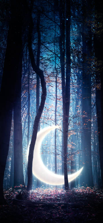 Dreamy Moonlit Forest