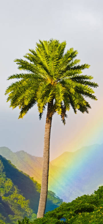 Palm tree beside rainbow
