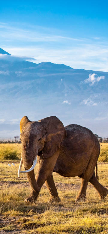 Elephant on Grassland