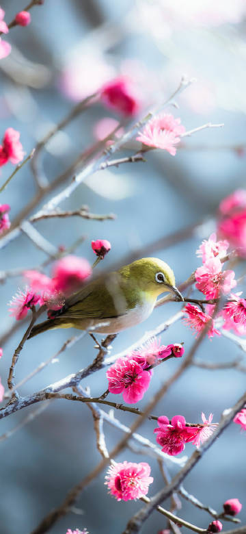 Birds perched on the branches of trees filled with flowers