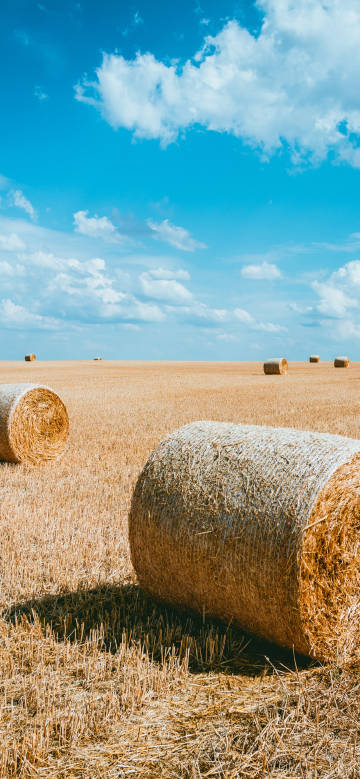 Scene of harvested field