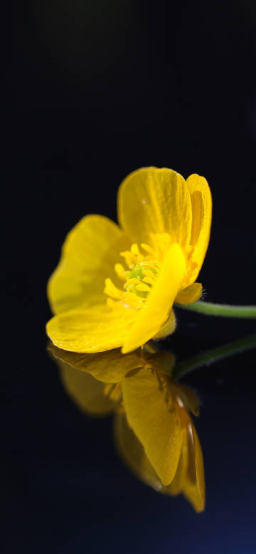 Charming yellow flower