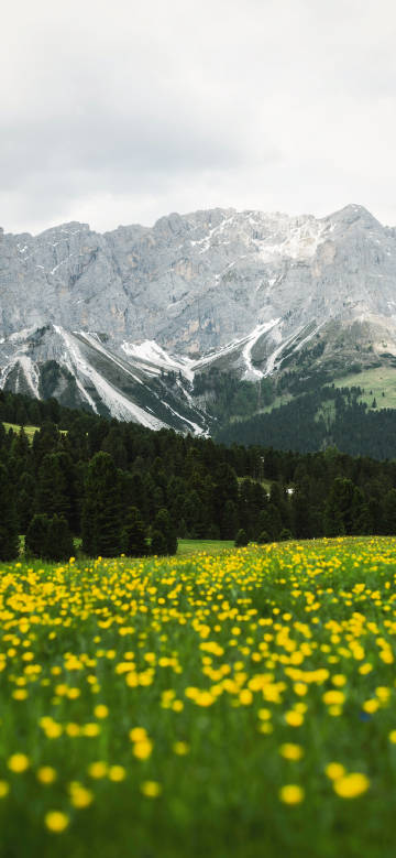 Landscape with lush fields of small yellow flowers