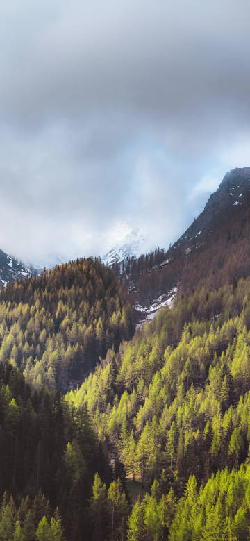 Mountain forest scene enshrouded in clouds