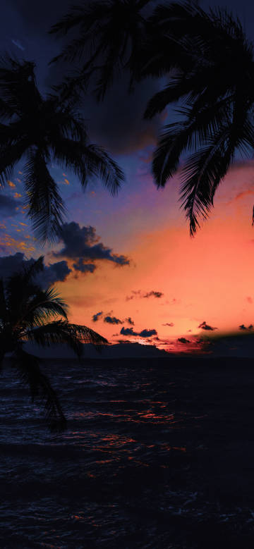 Coconut grove by the sea in the afterglow