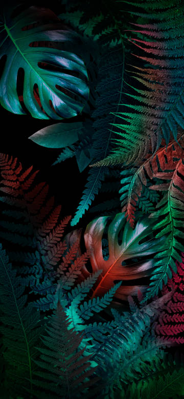 Colorful leaves in the mysterious rainforest