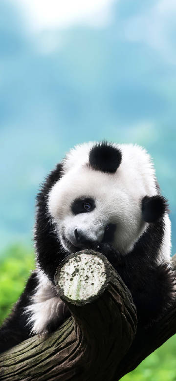 Panda's leisure time on the tree