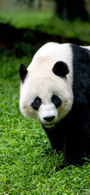 Playful panda on the green grass