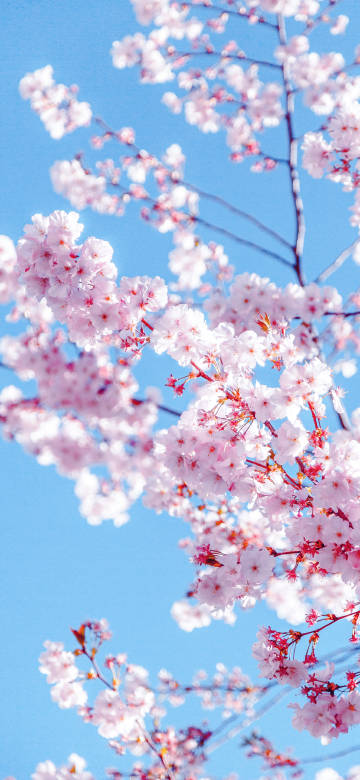 Brilliant cherry blossoms against the blue sky