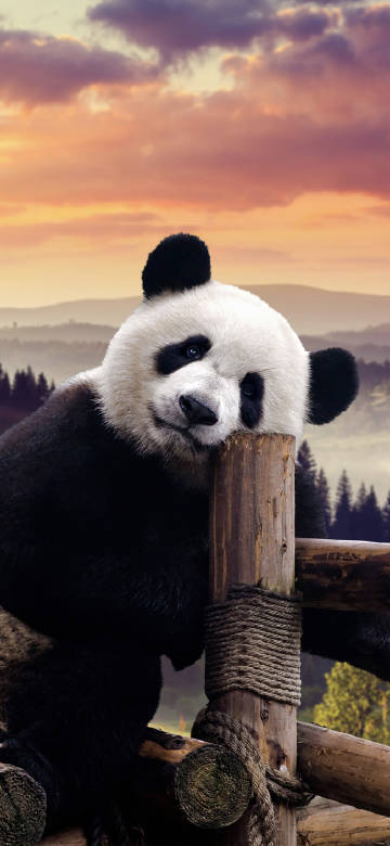 Cute panda under the sunset
