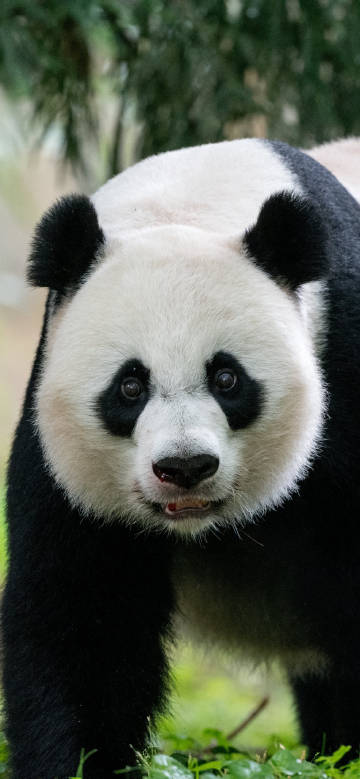 Adorable panda cub