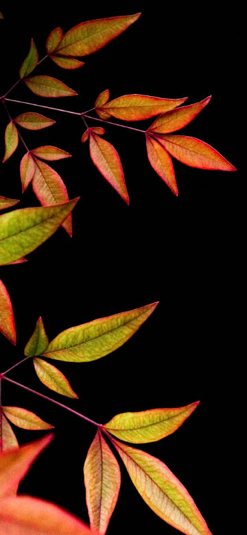 Elegant leaves on dark background