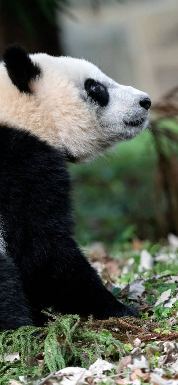 Panda in thought on the grass