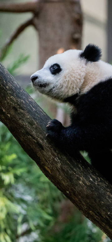 Playful panda on the tree trunk