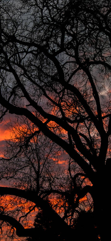 Beautiful twilight tree silhouette against a dusk sky