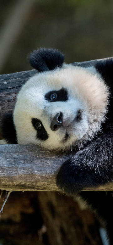 The giant panda lies comfortably on the wood