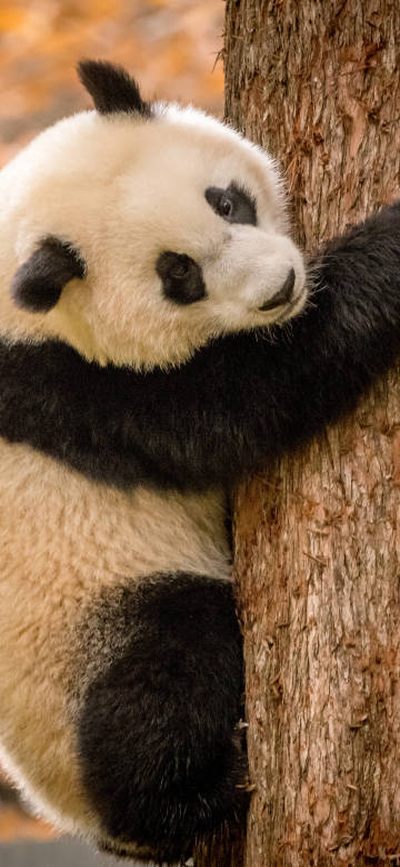 Cute panda climbing a tree and playing