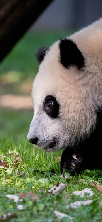 Curious panda on the grass