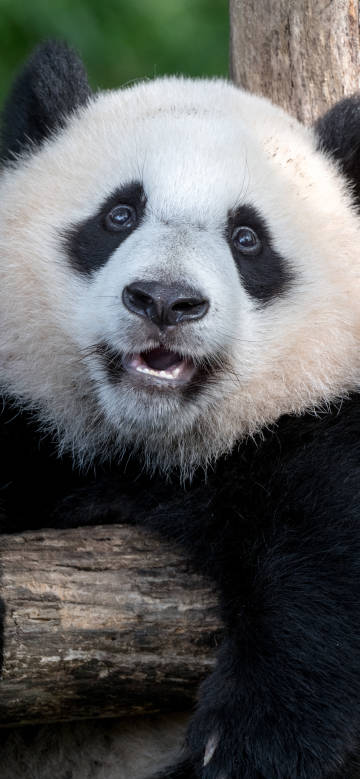 Adorable panda making a cute face