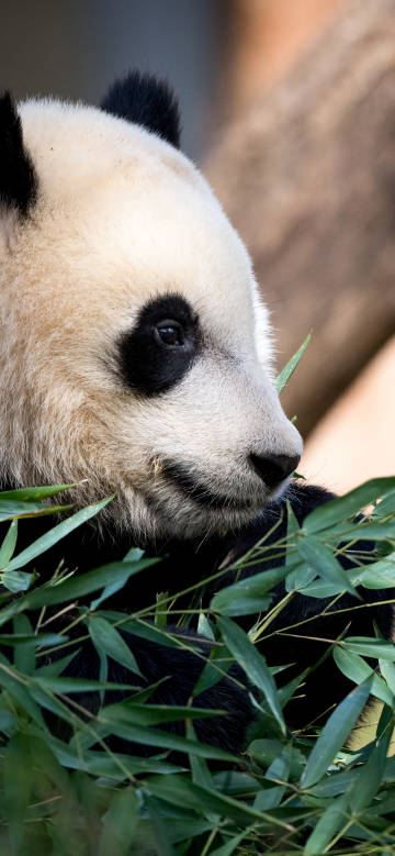 Giant panda eating bamboo