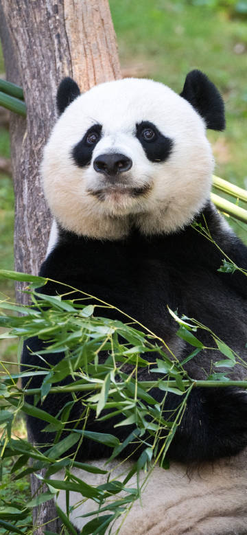 Cute giant panda holding bamboo