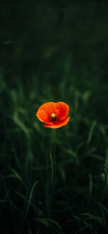 A bright red flower on a grass background
