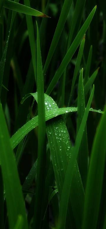 Dewy green grass - nature's beauty in macro