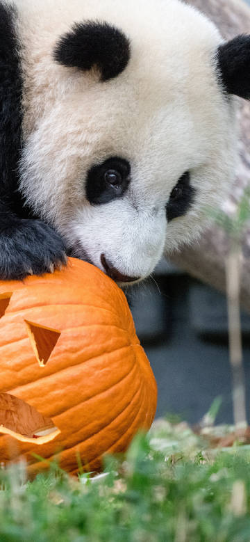 Adorable panda playing with a pumpkin