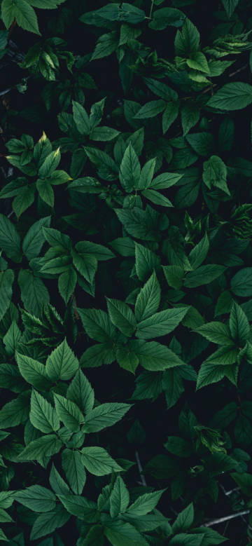 Lush dark green leaves