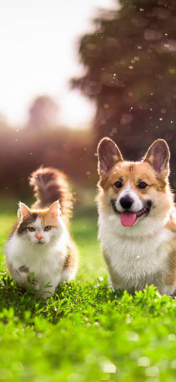 Happy partners on the green grass