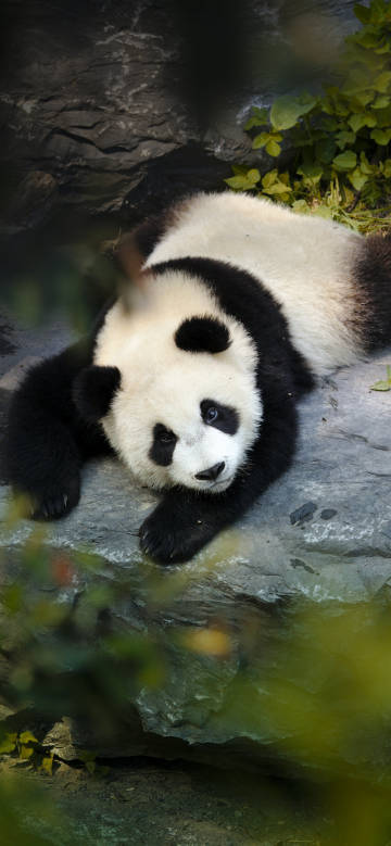 Panda's leisure time on the rock