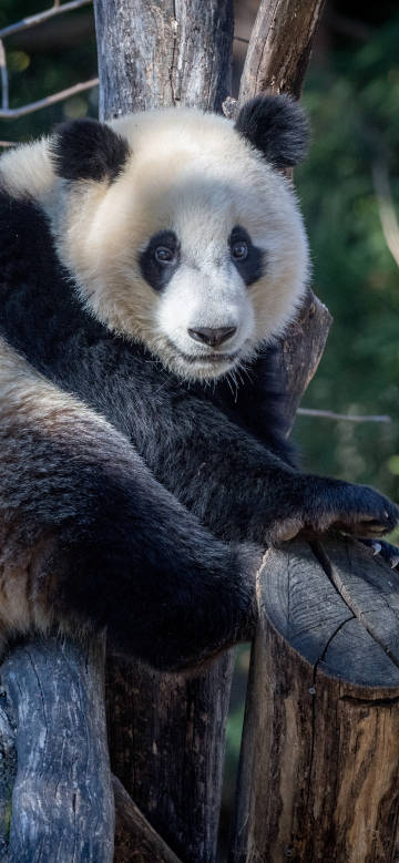 Comfortable giant panda in the forest