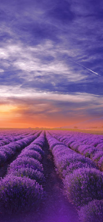 Purple lavender sea under sunset