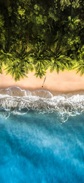 Seaside Scenery of coconut grove and beach