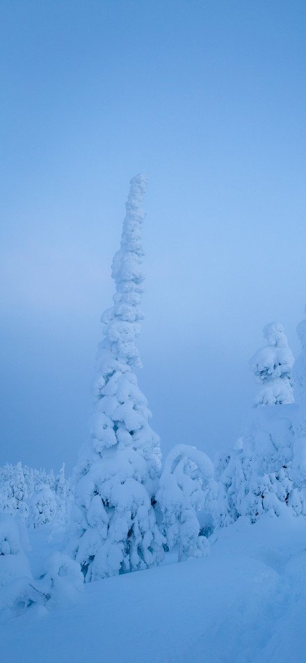 Forest wonder carved by ice and snow