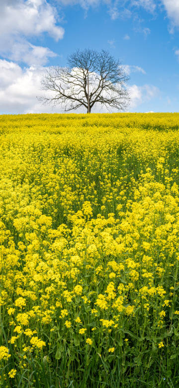 Bright yellow flower field