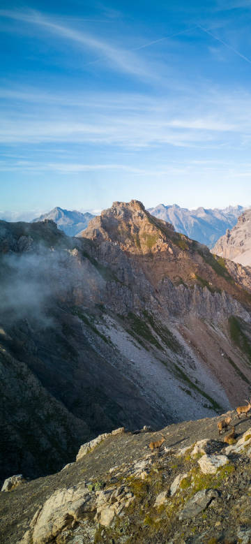 Mountain goats in foggy mountains