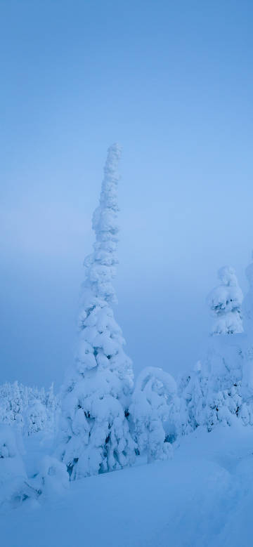 Forest wonder carved by ice and snow