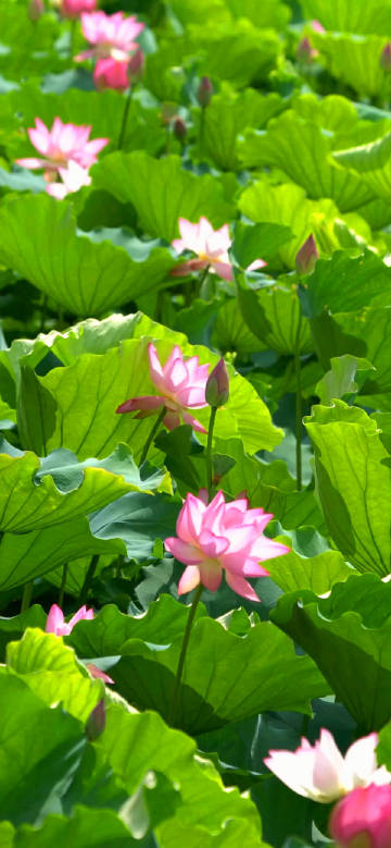 Beautiful lotus flowers under the sun