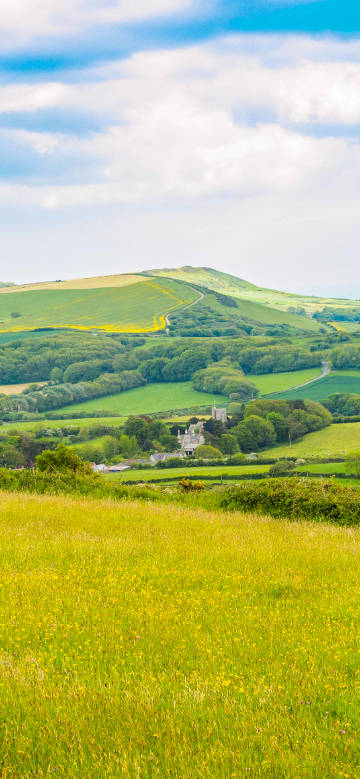 Countryside landscape with flowers and greenery