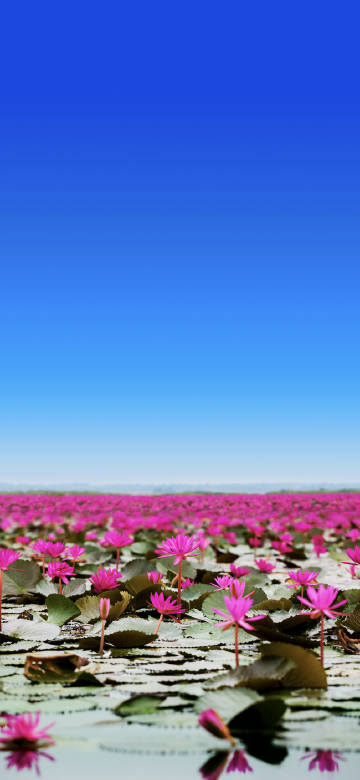 Pink water lilies under blue sky