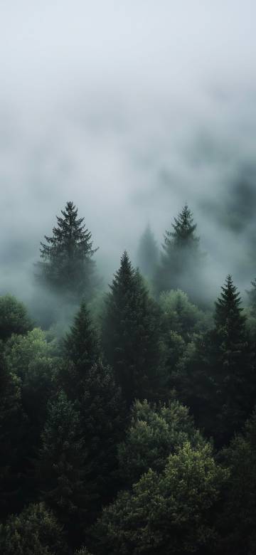 Forest in the mist