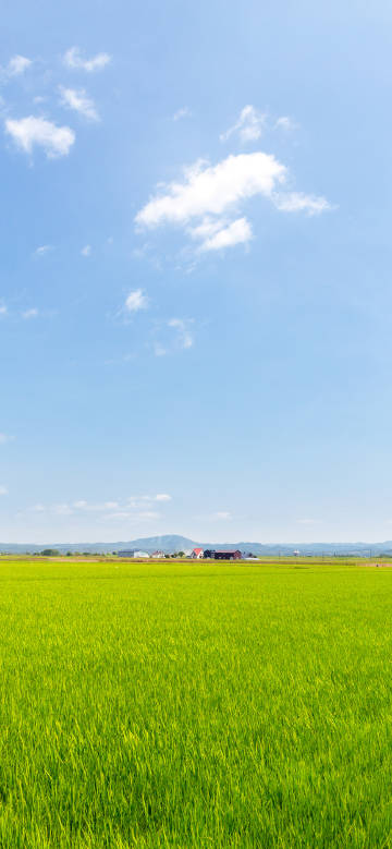 Tranquil green rice fields