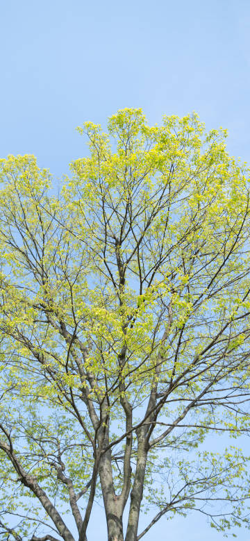 A tree with tender green leaves under the blue sky