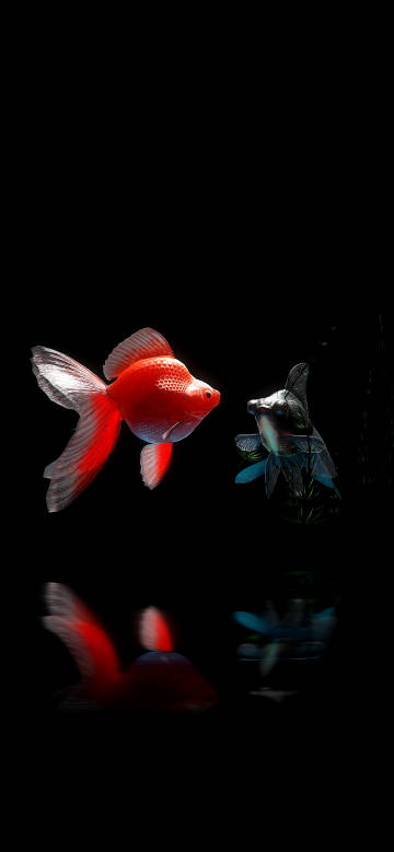 Red goldfish against black background