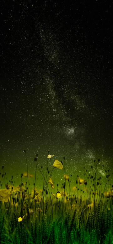 Green flowers under the dark night sky