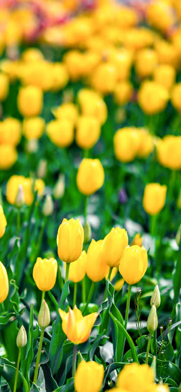 Vibrant tulip field